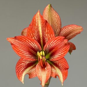 Alternative view of Hippeastrum API-1- 1 bulb.