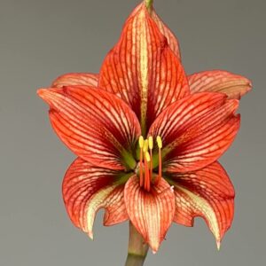 Hippeastrum API-1- 1 bulb.