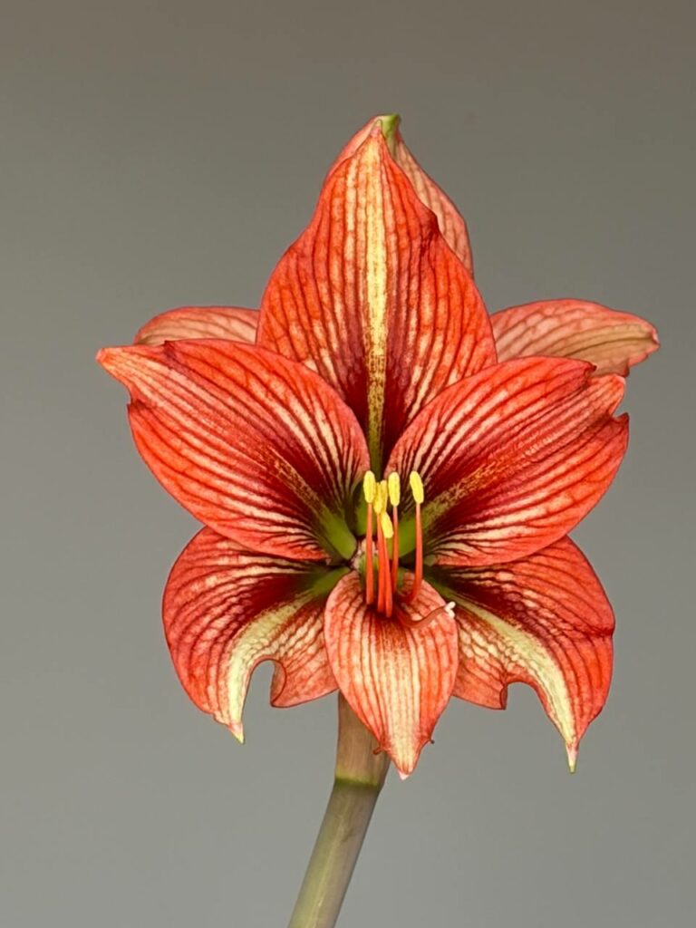 Hippeastrum API-1- 1 bulb.
