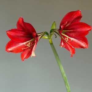 Alternative view of Hippeastrum JPTNM-1 reticulatum hybrid - 1 bulb.