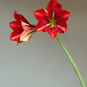 Hippeastrum JPTNM-1 reticulatum hybrid - 1 bulb.