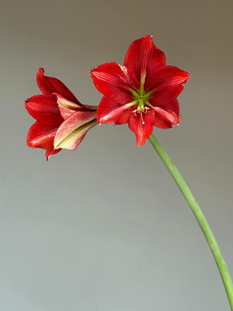 Hippeastrum JPTNM-1 reticulatum hybrid - 1 bulb.