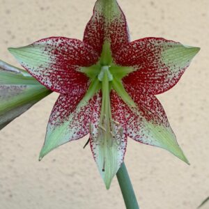 Hippeastrum nova sp. leucopardinum- 1 bulb.