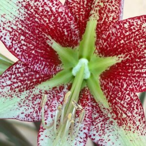 Alternative view of Hippeastrum nova sp. leucopardinum- 1 bulb.
