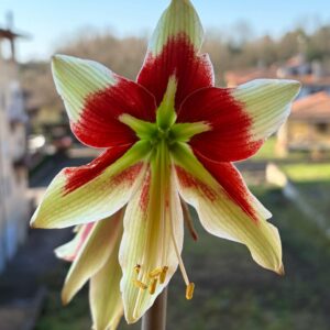Hippeastrum C1810-1 x bukasovii 10 seeds.