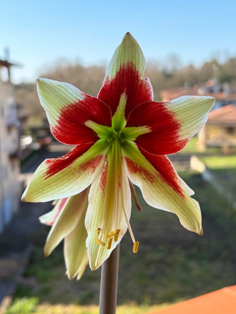 Hippeastrum C1810-1 x bukasovii 10 seeds.