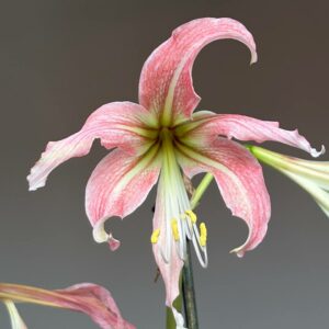 Alternative view of Hippeastrum hybrid RTYn1 - 1 bulb.
