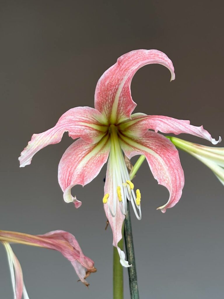 Hippeastrum hybrid RTYn1 - 1 bulb.