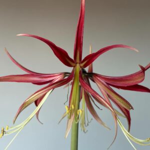 Alternative view of Hippeastrum hybrid CTF - 1 bulb.