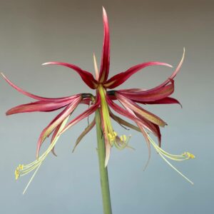 Hippeastrum hybrid CTF - 1 bulb.