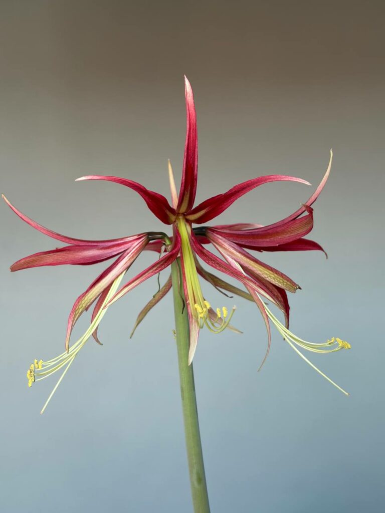 Hippeastrum hybrid CTF - 1 bulb.