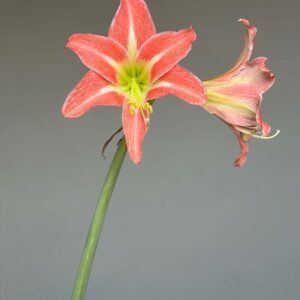 Alternative view of Hippeastrum hybrid EY - 1 bulb.