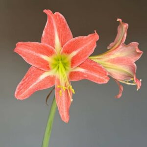 Hippeastrum hybrid EY - 1 bulb.