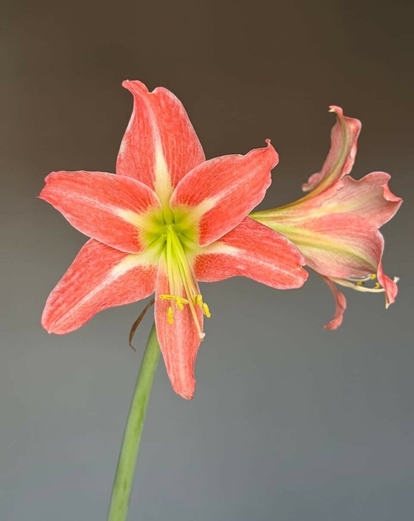Hippeastrum hybrid EY - 1 bulb.