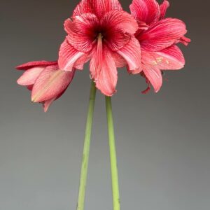 Hippeastrum DOV reticulatum hybrid - 1 bulb.