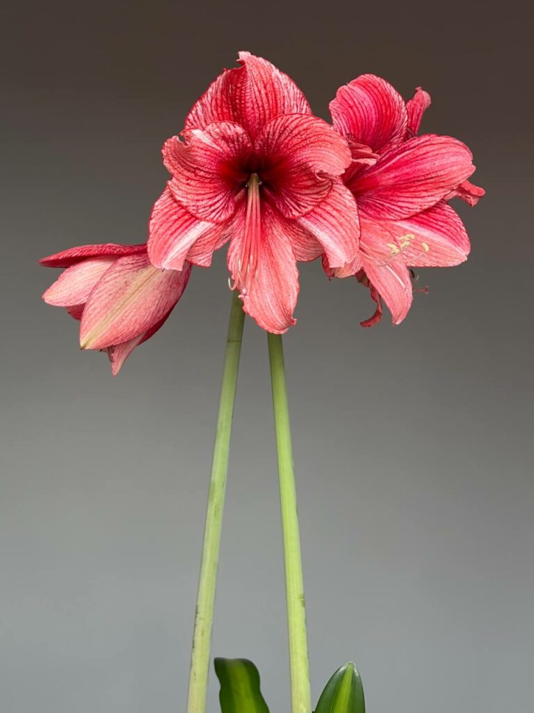 Hippeastrum DOV reticulatum hybrid - 1 bulb.