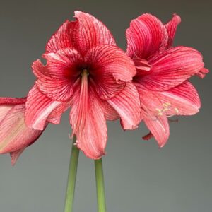 Alternative view of Hippeastrum DOV reticulatum hybrid - 1 bulb.