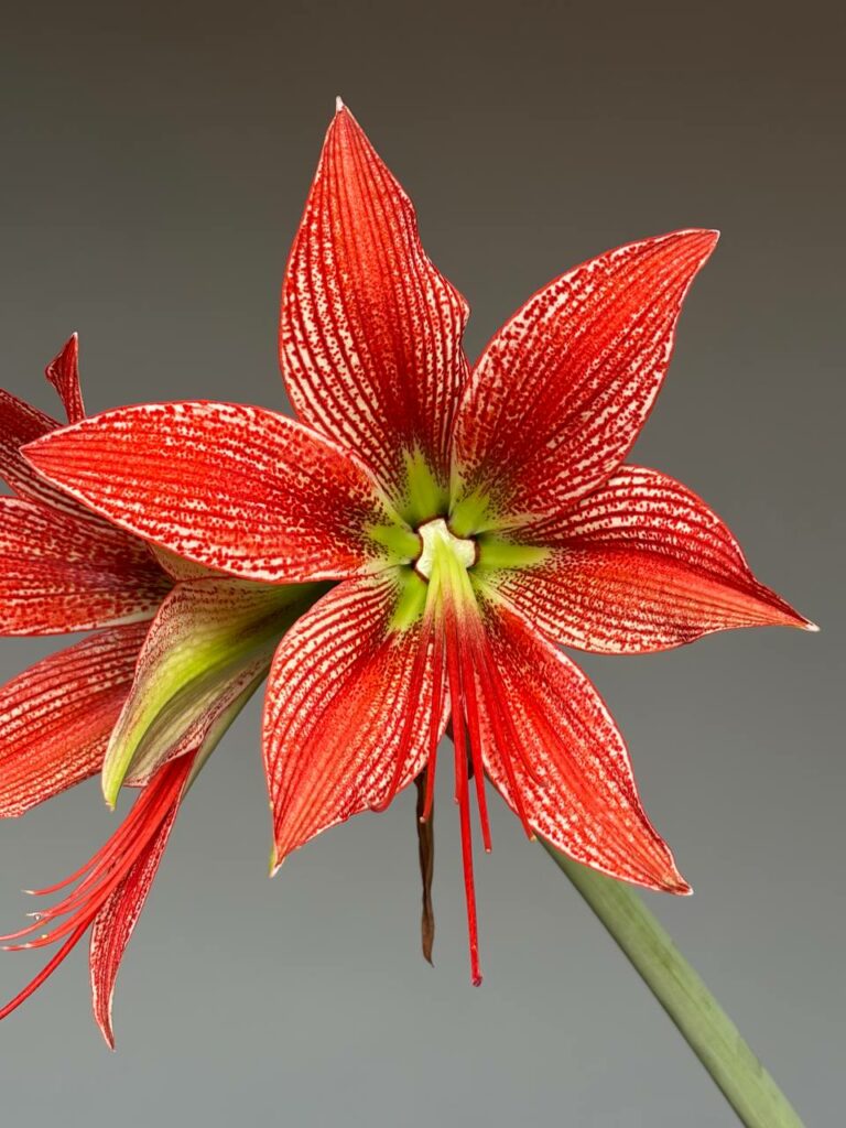 Hippeastrum  Leucopardinum x Lapacense - 5 seeds.