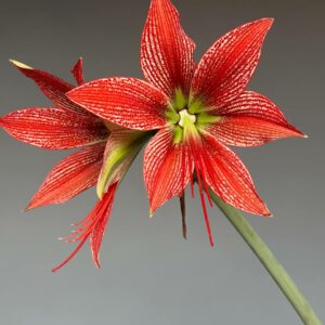 Hippeastrum Lapacense - 5 seeds.