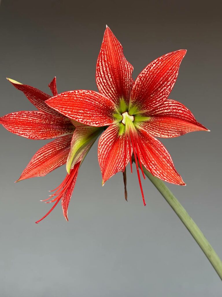 Hippeastrum Lapacense - 5 seeds.