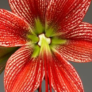 Alternative view of Hippeastrum Lapacense - 5 seeds.