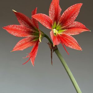 Alternative view of Hippeastrum lapacense - 1 bulb.