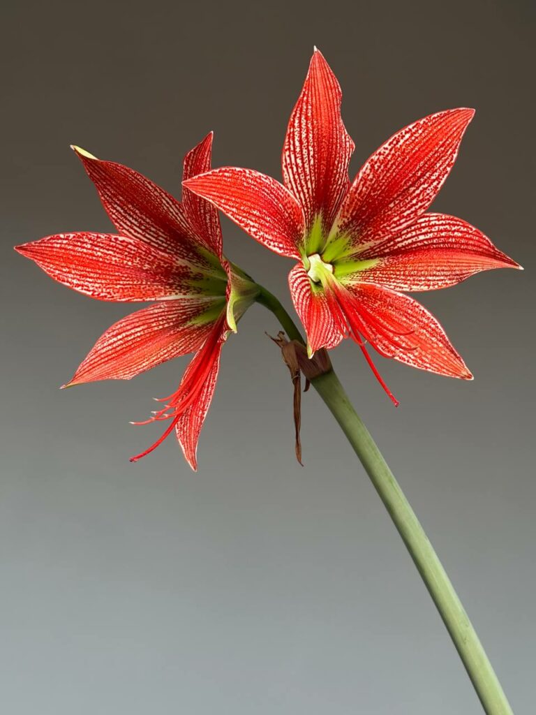 Hippeastrum lapacense 1 bulb.
