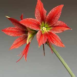 Hippeastrum lapacense - 1 bulb.
