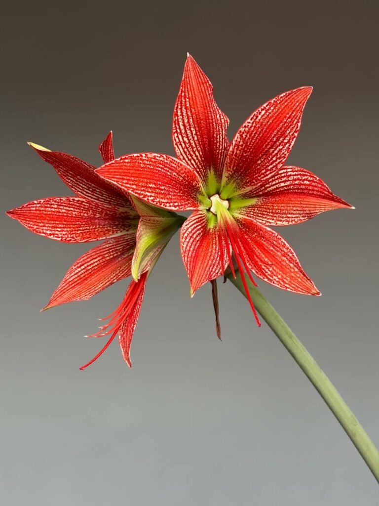Hippeastrum lapacense - 1 bulb.