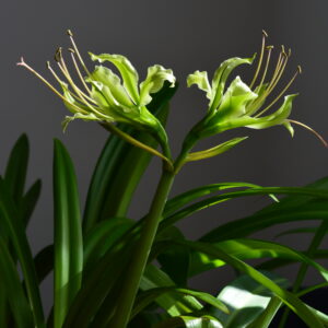 Hippeastrum calyptratum -1 bulb, Brazil about 1,8cm in diameter