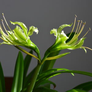 Alternative view of Hippeastrum calyptratum -1 bulb, Brazil about 1,8cm in diameter