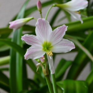 Hippeastrum Idimae Ex. Cardoso Moreira 1 Bulb.