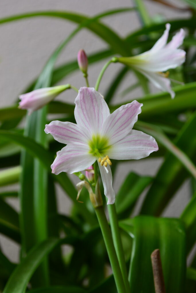 Hippeastrum Idimae Ex. Cardoso Moreira 1 Bulb.