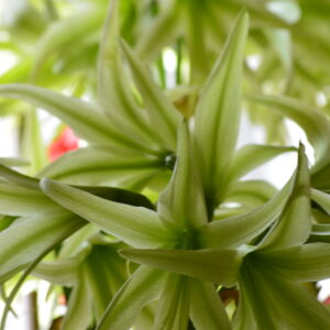 Alternative view of Hippeastrum Evergreen  x Tennuo No May 1 bulb variegated leaves.