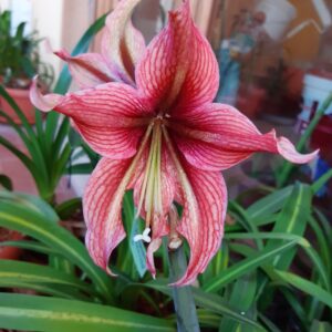 Alternative view of Hippeastrum Rosario x Devil Smail - 1 bulb.