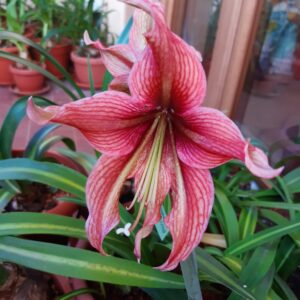 Hippeastrum Rosario x Devil Smail  - 1 bulb.