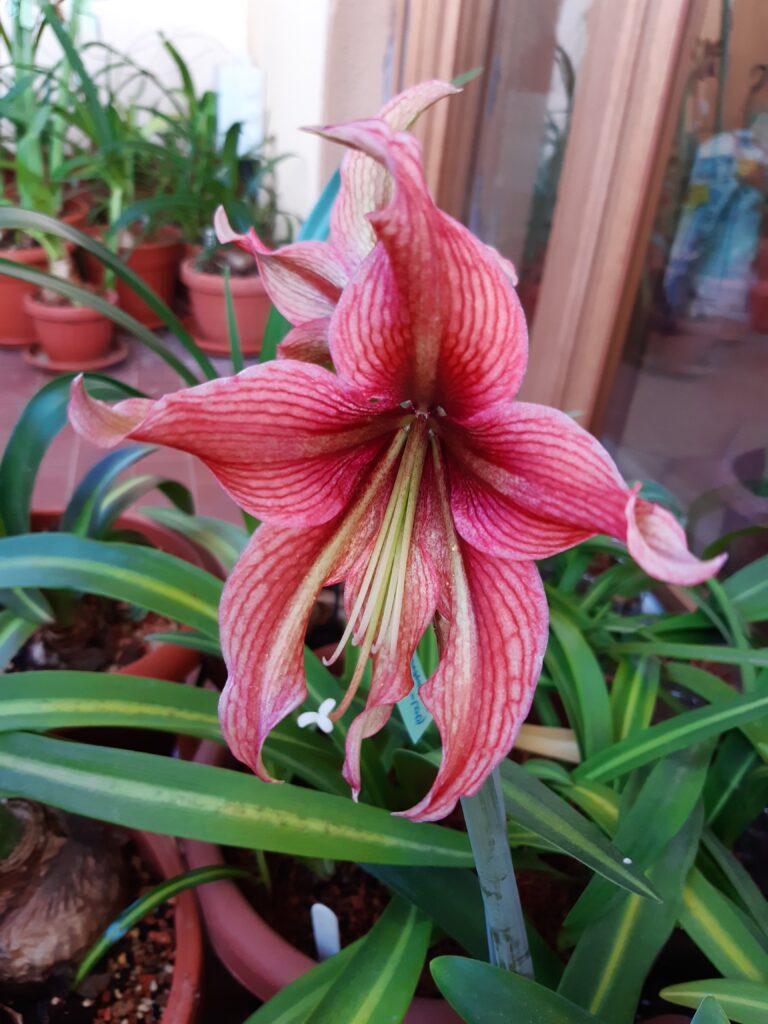 Hippeastrum Rosario x Devil Smail  - 1 bulb.