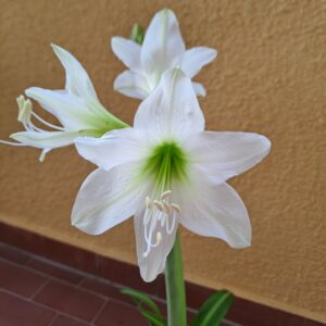 Alternative view of Hippeastrum E1828n2 - 1 bulb.