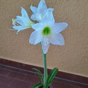Hippeastrum E1828n2 - 1 bulb.