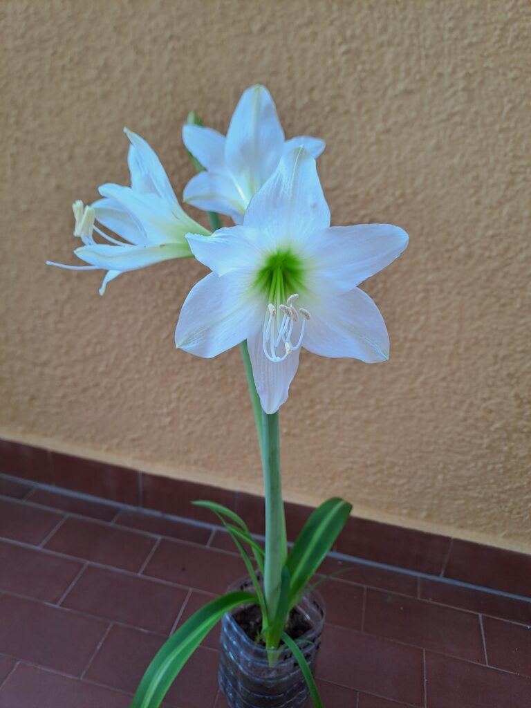 Hippeastrum E1828n2 - 1 bulb.