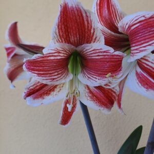 Hippeastrum Twinkle Star - 1 bulb.