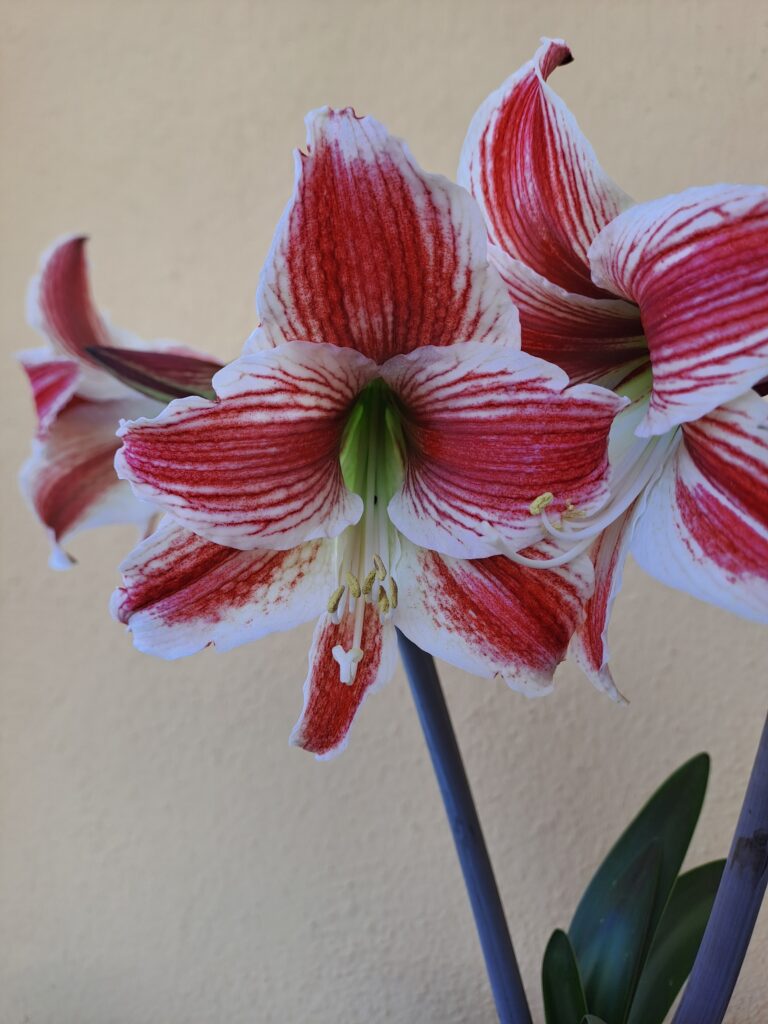 Hippeastrum Twinkle Star - 1 bulb.