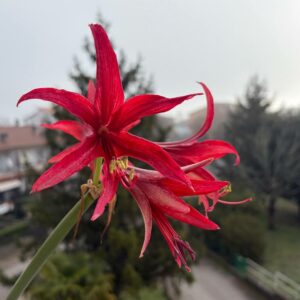 Hippeastrum C1810-4 x self - 6 seeds.