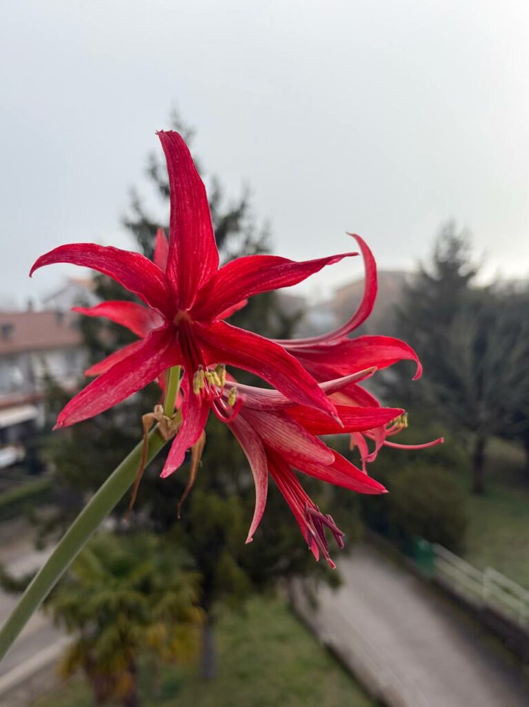 Hippeastrum C1810-4 x self - 6 seeds.