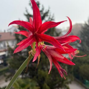 Alternative view of Hippeastrum C1810-4 x self - 6 seeds.