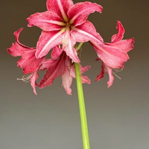 Hippeastrum BARL-1 x  Autumn Rose Lady variegated  - 10 seeds.