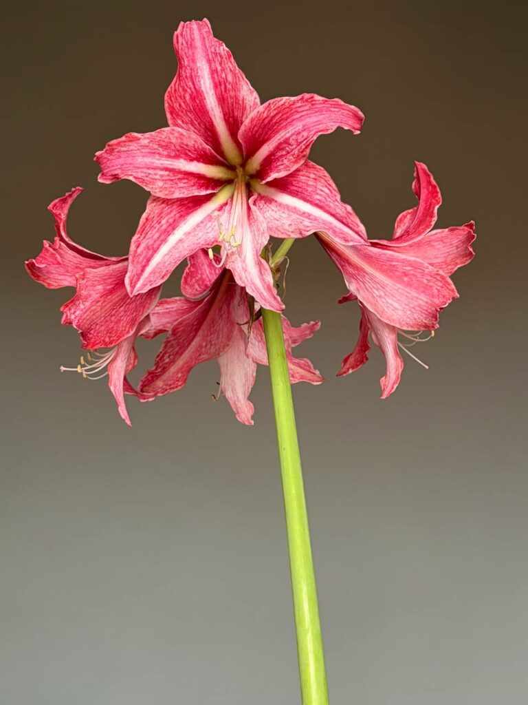 Hippeastrum BARL-1 x  Autumn Rose Lady variegated  - 10 seeds.