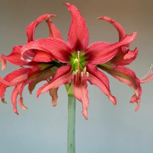 Alternative view of Hippeastrum 'ASn4- 1 bulb.