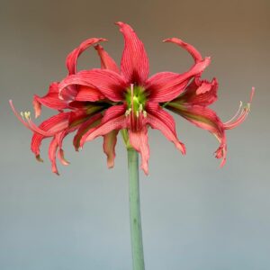 Hippeastrum 'ASn4- 1 bulb.
