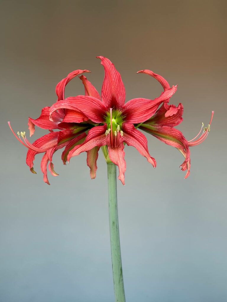 Hippeastrum 'ASn4- 1 bulb.